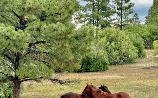 Chama New Mexico horse real estate listing photo 1