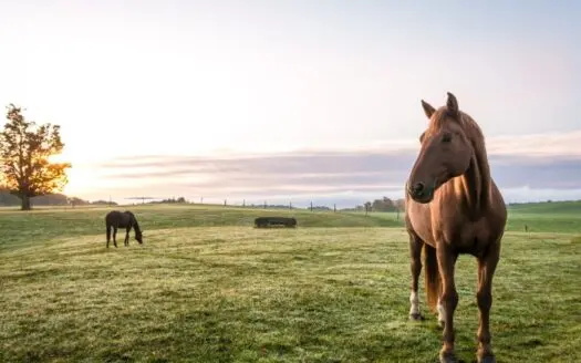 Horse Equine Property for Sale