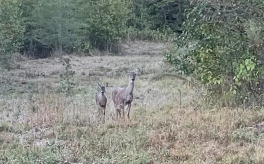 Prime Hunting Property in Southeast Oklahoma – A True Wildli