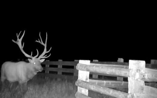 Scenic Montana Ranch with Elk, Deer & Trout Fishing