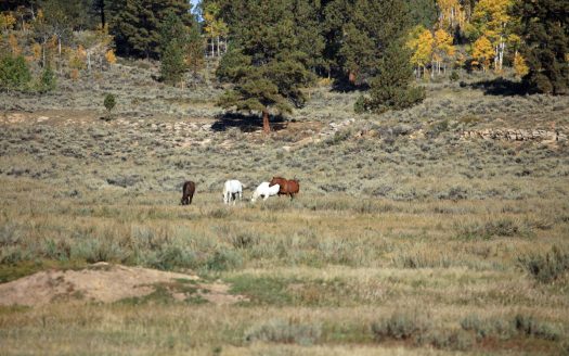 Whitewater Colorado luxury homes real estate listing photo 1