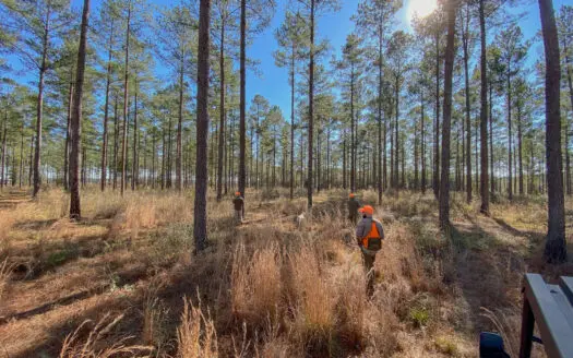 60 Acre Alabama Hunting Paradise for Sale in Crenshaw County AL