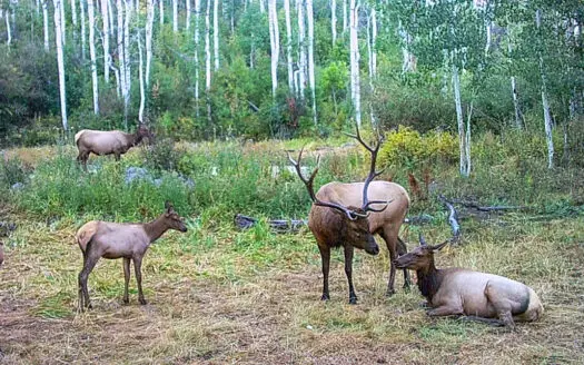 Buckhorn Lakes Ranch–Colorado Mountain Ranch for Sale