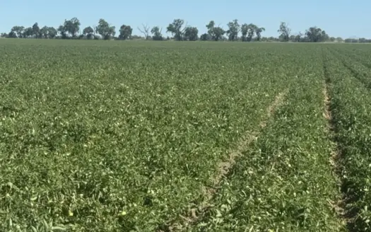 Woodland, Northern California Farmable Ag Land For Sale