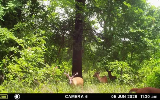 34 Acres of Premier Whitetail Hunting in SE Oklahoma