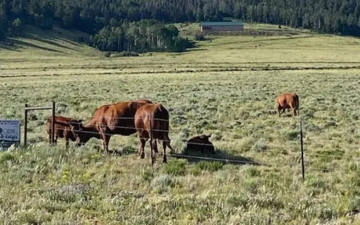 Large Agricultural Lot for Sale in Westcliffe Colorado