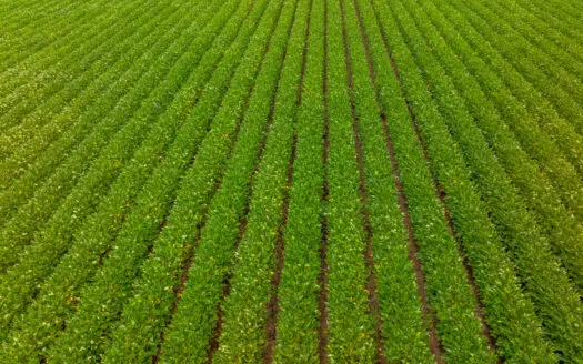 Irrigated Farm For Sale Louisiana
